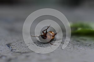 Ladybug upside down on the floor