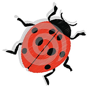 Ladybug vector