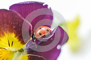 Ladybug on a violae flower