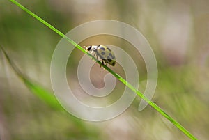 Ladybug walk on a diagonal grass thread