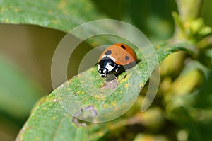 Ladybug on a corn cob leaf