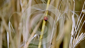 A ladybug walking on the ears of oat