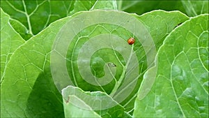 Ladybug walking quickly from a hole of green vegetable leaf after eating