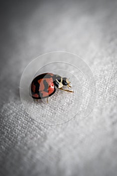 Ladybug walking on a shirt