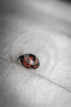 Ladybug walking on a shirt