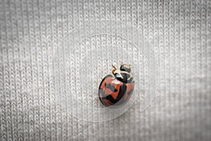 Ladybug walking on a shirt