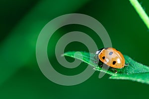 Ladybug walking on top of a leaf, Coccinellidae, Arthropoda, Coleoptera, Cucujiformia, Polyphaga photo