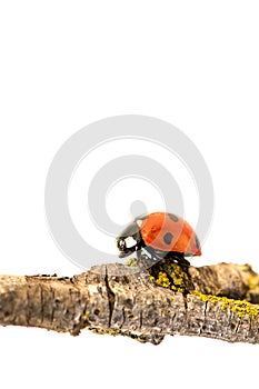 Ladybug walking on tree branch. Red insect with black dots on white background. Microphotography