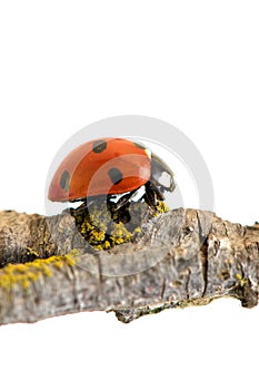 Ladybug walking on tree branch. Red insect with black dots on white background. Microphotography