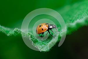Ladybug walks on the edge of a leaf, Coccinellidae, Arthropoda, Coleoptera, Cucujiformia, Polyphaga