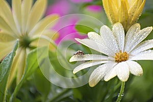 ladybug walks on flowers after rain. dew on flower petals. summer