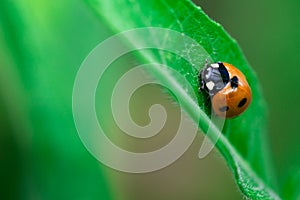 Ladybug walks up on the edge of a leaf, Coccinellidae, Arthropoda, Coleoptera, Cucujiformia, Polyphaga photo