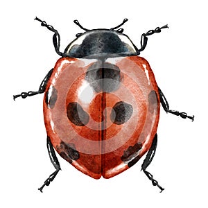 Ladybug watercolor illustration, isolated on white