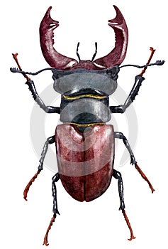 Ladybug watercolor illustration, isolated on whiteLucanus watercolor illustration, isolated on white