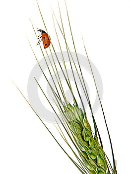 Ladybug on wheat