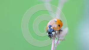 Ladybug on wheat