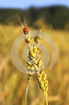 Ladybug and wheat ear