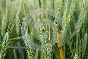 Ladybug on wheat ear