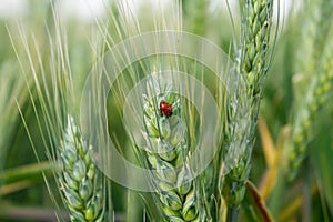 Ladybug on wheat