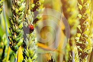 Ladybug on the wheat ear. Wheat ears close-up in the sun. Immature wheat in the field and in the morning sun