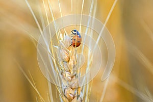 A ladybug on a wheat head