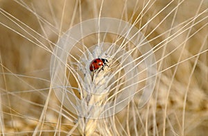Ladybug on the wheat stalk of wheat