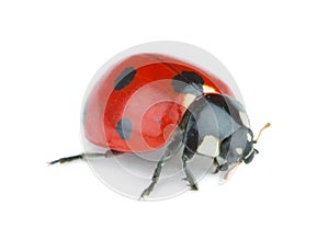 Ladybug on white background photo