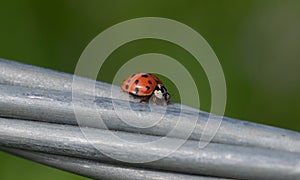 Ladybug with a white face