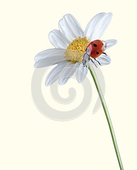 Ladybug on white flower