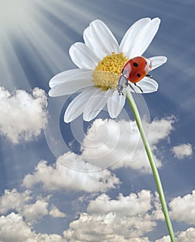 Ladybug on white flower