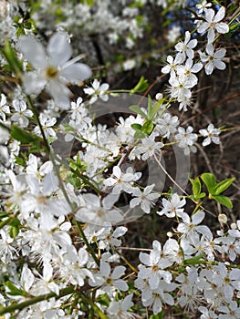 Ladybug white flower