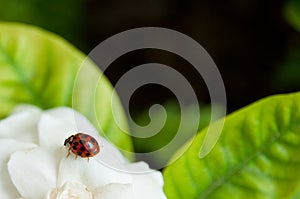 Ladybug on white flower