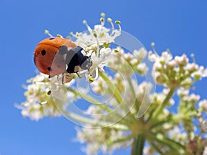 ladybug on white flower