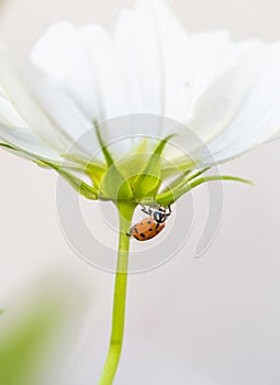 A ladybug on a white flower