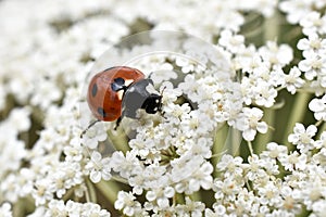 Ladybug