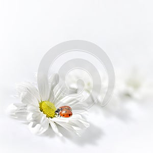 Ladybug on the white flower