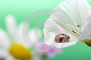Ladybug on white flower. Coccinella septempunctata