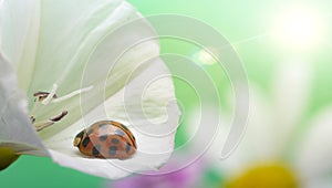 Ladybug on white flower. Coccinella septempunctata