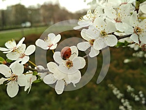 Ladybug on white flowers. Spring. photo