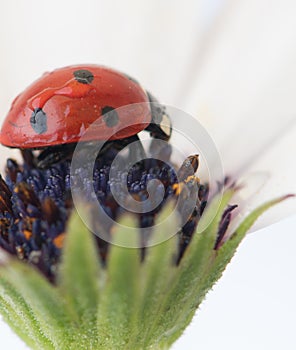 Ladybug on white and purple flower. Red insect with black dots. Microphotography