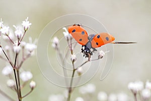 Ladybug on white small flower Gypsophila paniculata, baby's breath, common gypsophila, panicled baby's-breath