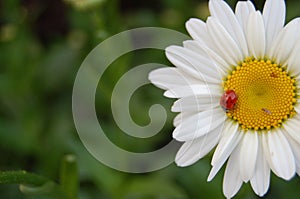Ladybug on a White and Yellow Flower