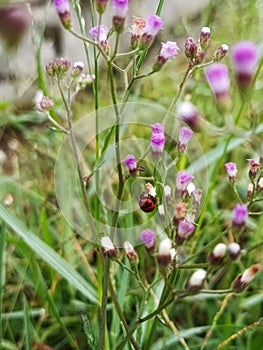 Ladybug and Wild Flower