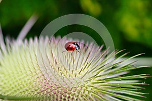 Ladybug on the wild teasel dipsacus fullonum. Summer meadow