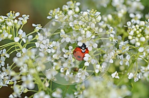 Ladybug is on wild white flowers