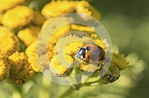 Ladybug on a wild yellow flower