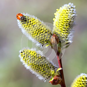 Ladybug on a willow flower