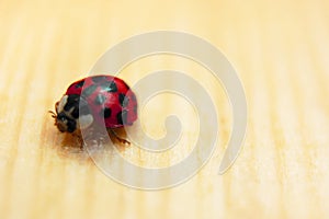 Ladybug on wooden floor