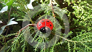 Ladybug in the woods