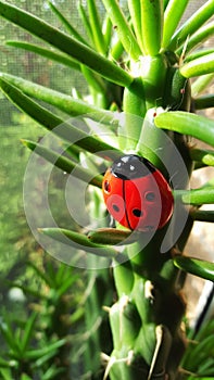 Ladybug in the woods